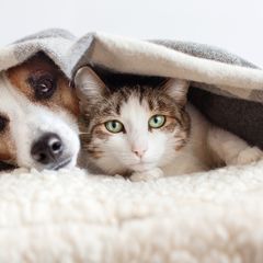 Cara Mudah Membuat Pembalut Mens untuk Anjing dan Kucing Peliharaan