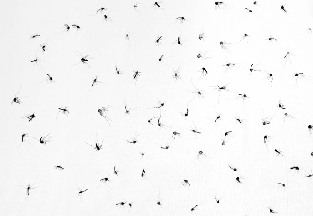 4 Alasan Anda Menjadi “Magnet” Nyamuk