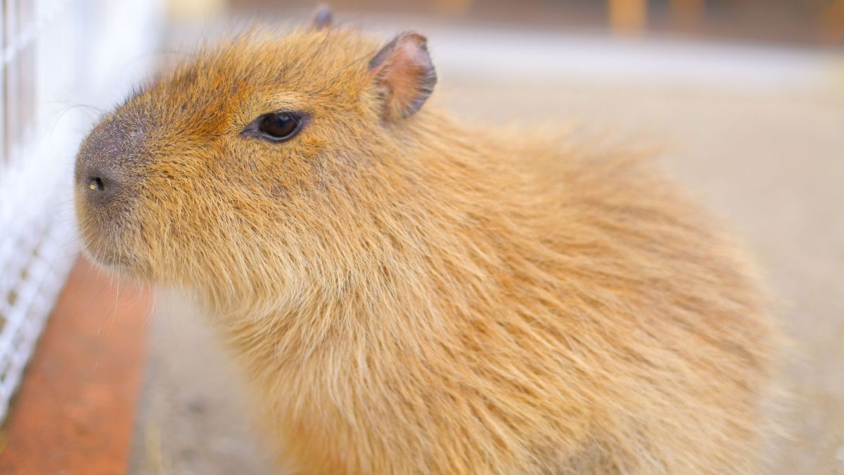 Mengenal Hewan Kapibara, si ‘Tikus’ Lucu dari Amerika Selatan