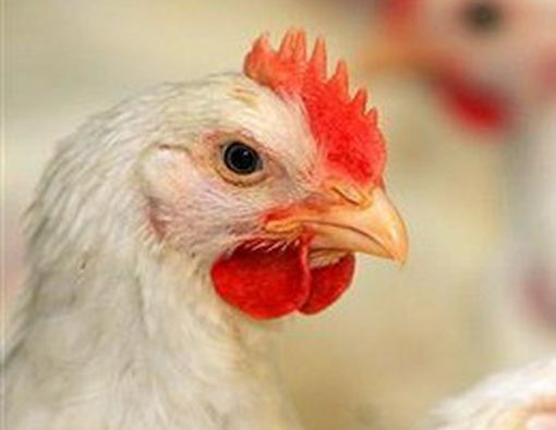 2014, Indonesia Bebas Flu Burung