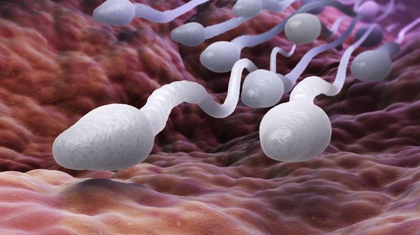 7 Makanan yang Dapat Meningkatkan Kualitas Sperma Pria