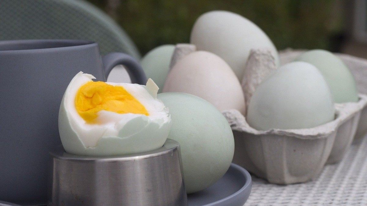 Kuning Telur Bebek Kurangi Risiko Cacat Lahir pada Bayi