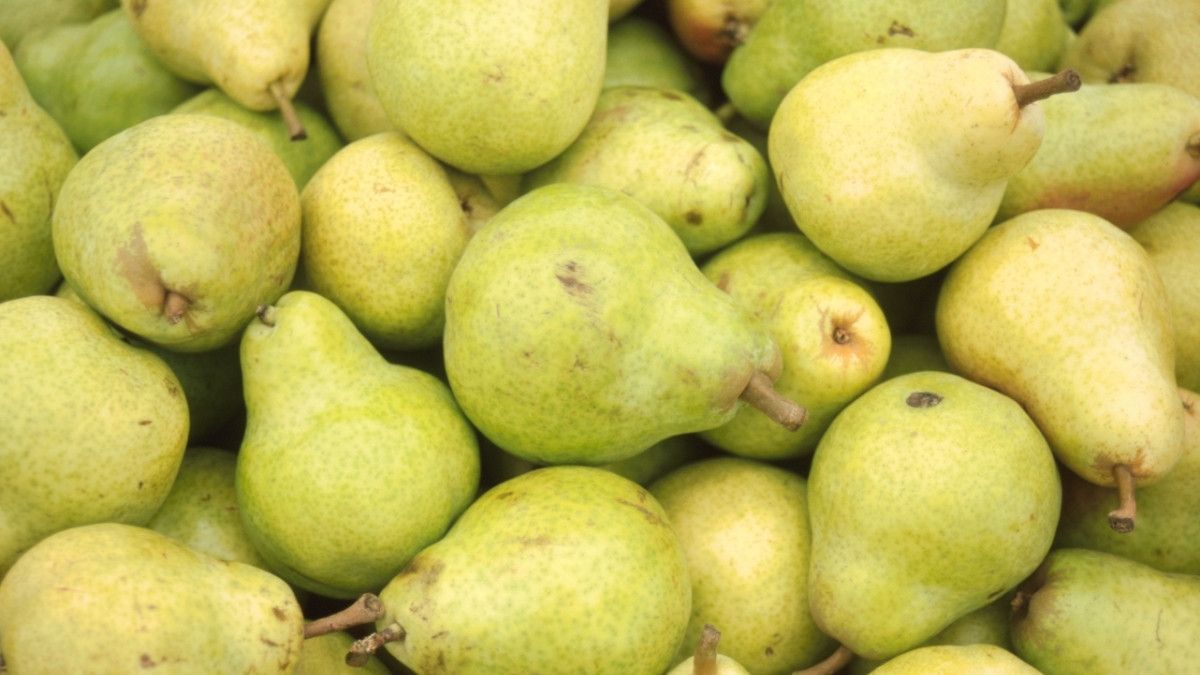 Manfaat Pir untuk Bantu Menurunkan Berat Badan