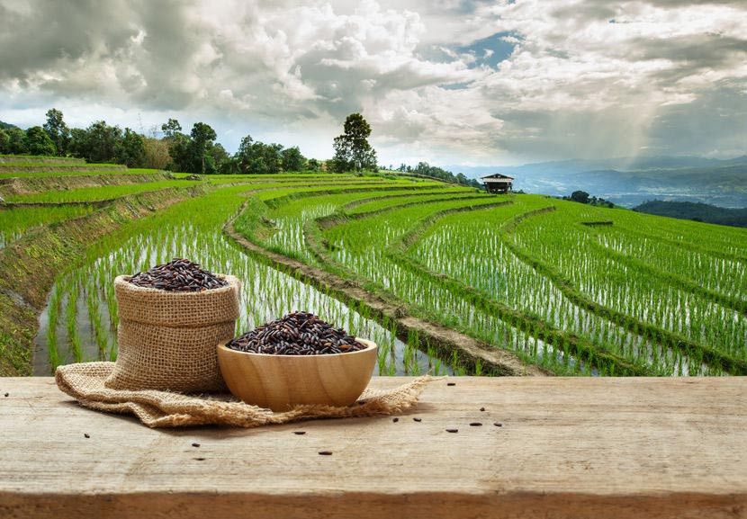 Makanan Organik Apakah Baik Dikonsumsi si Kecil?