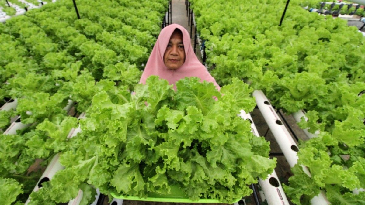 Sayur Hidroponik dan Sayur Biasa, Mana yang Lebih Sehat?