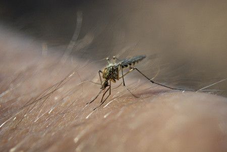 Penanganan untuk Si Kecil yang Alergi Serangga