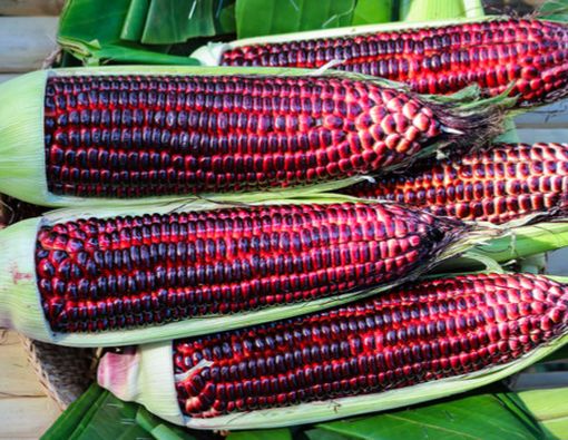 Benarkah Jagung Ungu Bisa Kurangi Gejala Diabetes?