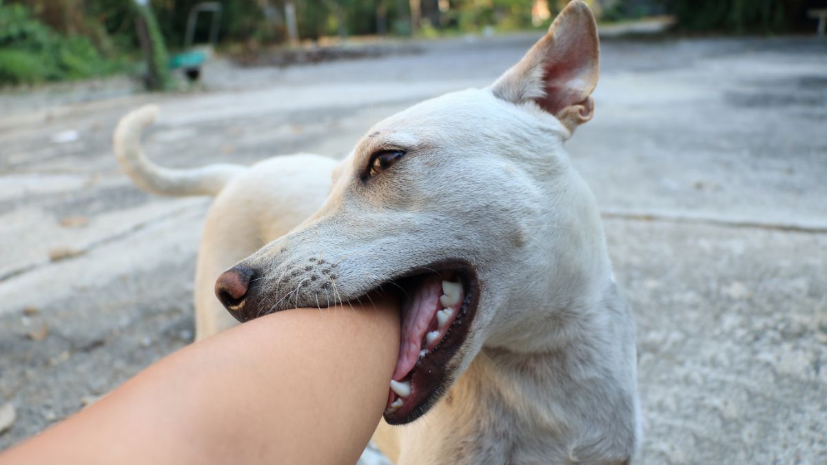 Pertolongan Pertama Bila Digigit Anjing