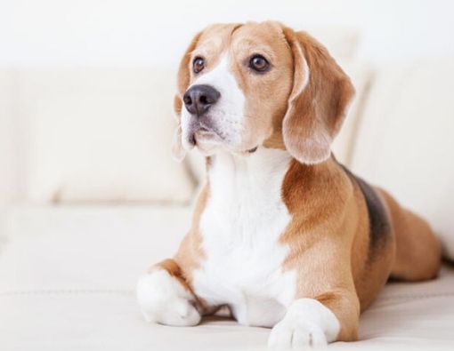 Risiko Makan Daging Anjing bagi Kesehatan