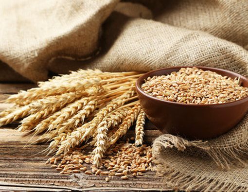 8 Jenis Gandum dan Kandungan Gizinya yang Bermanfaat