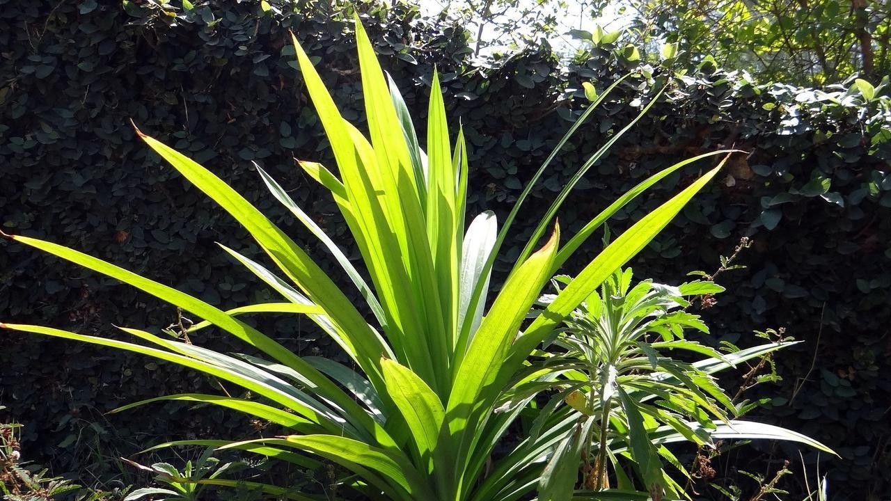Daun Pandan