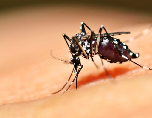 Benarkah Demam Berdarah Dengue Bisa Menular Lewat Hubungan Seksual?