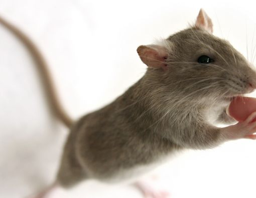 Demam Gigitan Tikus, Bisa Bikin Korban Meninggal Dunia