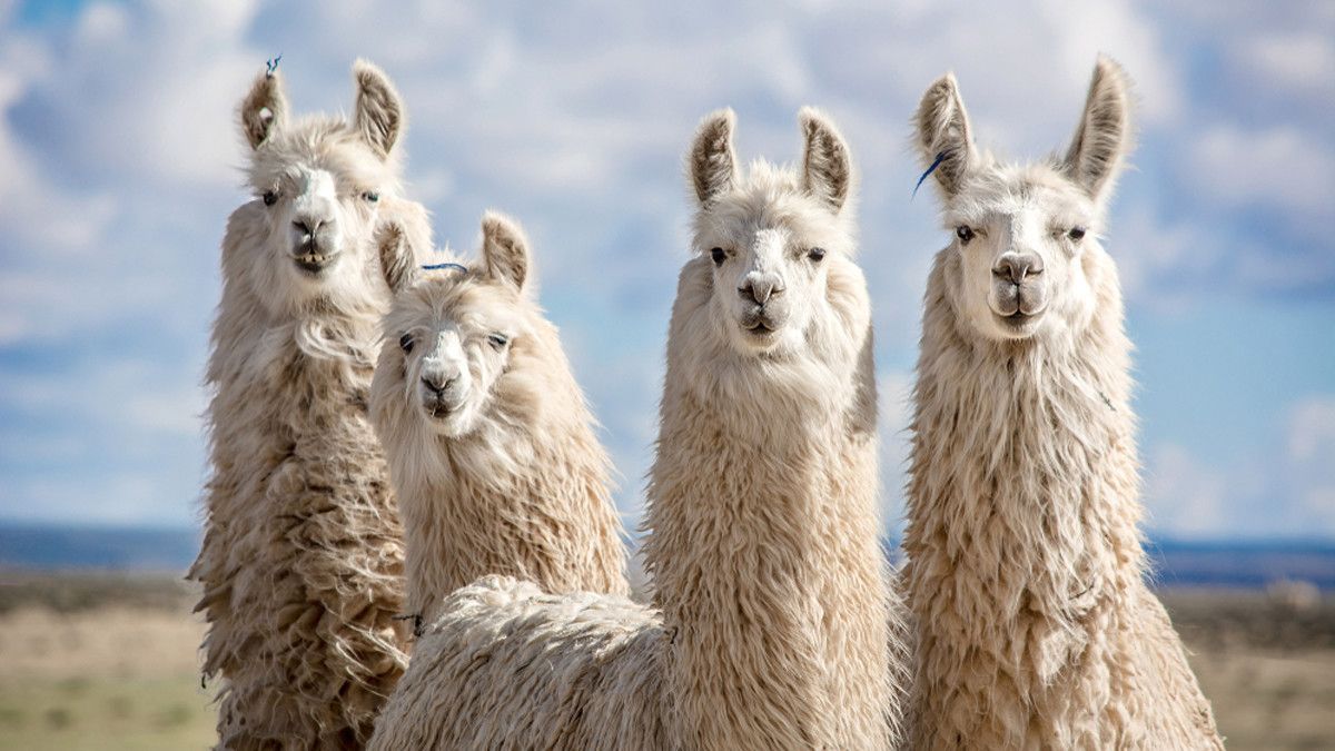 Diam-diam, Antibodi Hewan Llama Bisa Bantu Cegah Virus Corona!