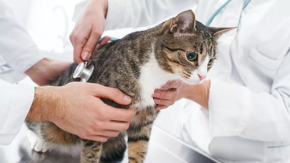 Gejala Rabies pada Kucing 