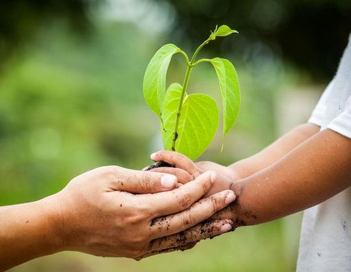 Ajarkan Peduli Lingkungan Pada Anak dengan Menanam Pohon