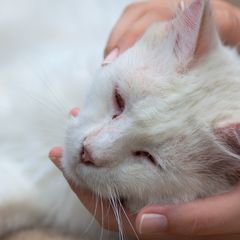 Mengapa Parasetamol Tidak Cocok dan Mematikan untuk Kucing