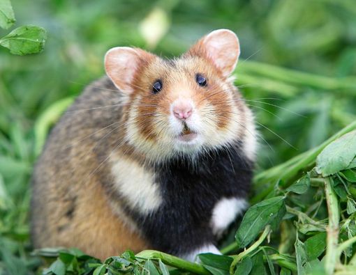 8 Ciri-Ciri Hamster Hamil dan Akan Melahirkan