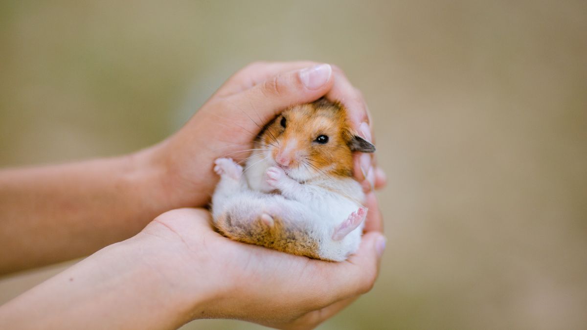 Ini 10 Cara Merawat Hamster yang Benar 