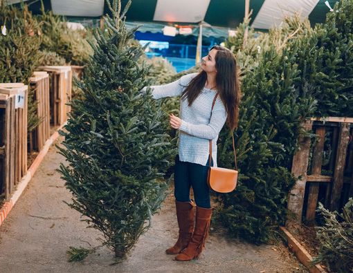 Pohon Natal Asli Ternyata Lebih Menyehatkan