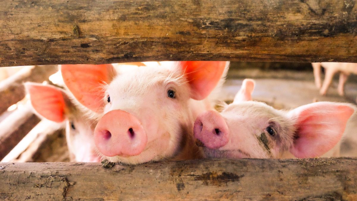 Muncul Virus G4 Flu Babi yang Berpotensi Jadi Pandemi di Tiongkok!