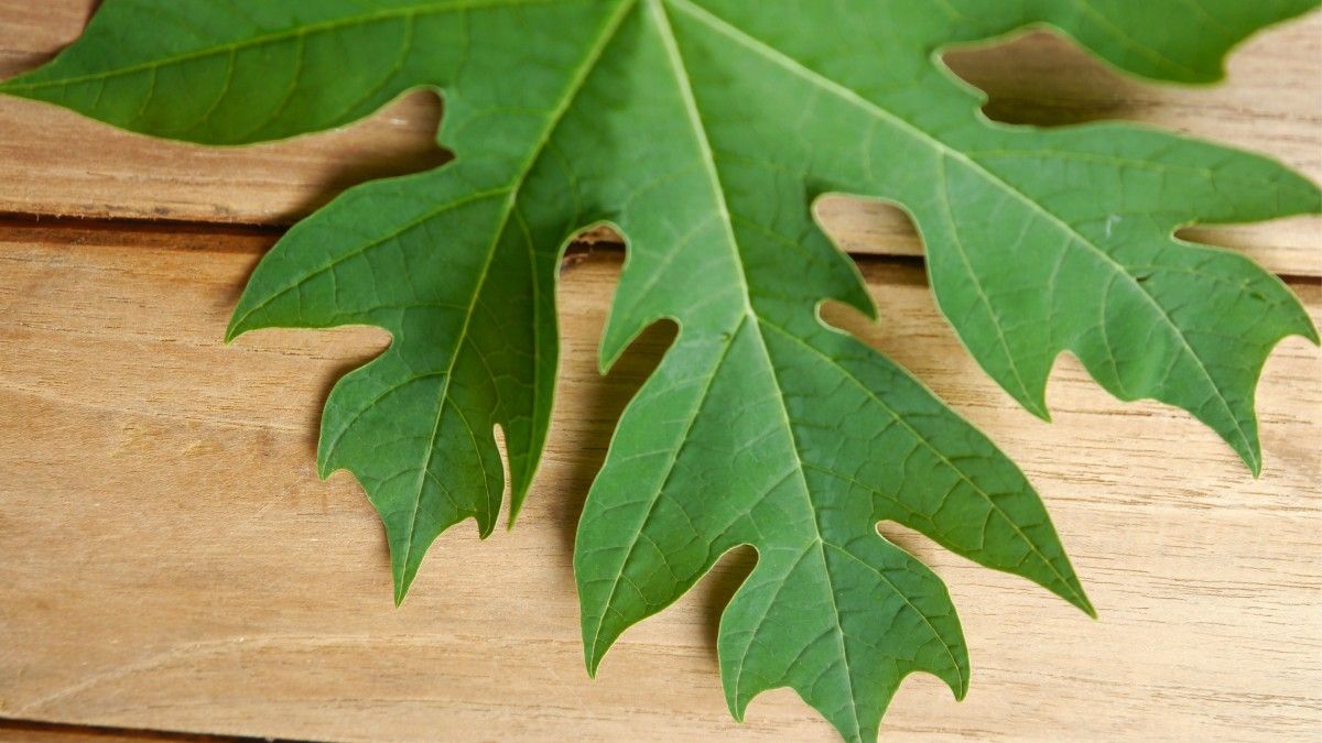 Konsumsi Daun Pepaya Bisa Bikin ASI Melimpah?