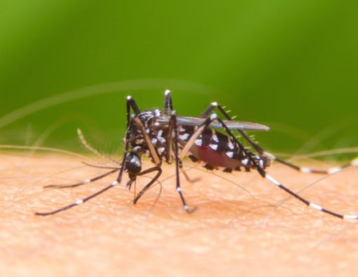 Sama-sama Disebabkan Nyamuk, Ini Beda DBD dan Malaria