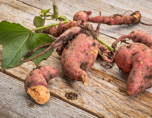 14 Khasiat dan Manfaat Ubi Jalar untuk Kesehatan, Cocok untuk Diet!