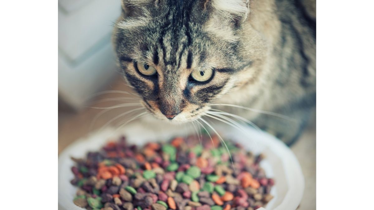 Viral Manusia Cicip Makanan Kucing, Apa Efek Kesehatannya?