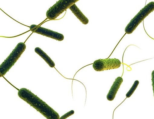 Mengenal Bakteri E-Coli