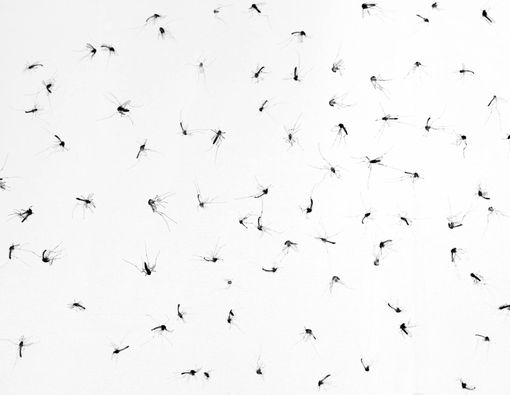 4 Alasan Anda Menjadi “Magnet” Nyamuk