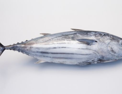 Kandungan Gizi dan Manfaat Ikan Cakalang bagi Kesehatan