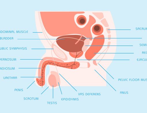 Fakta Tentang Organ Reproduksi Pria yang Perlu Anda Tahu