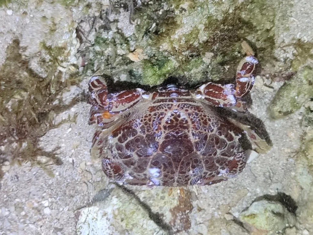 Wanita Ini Meninggal Setelah Makan Kepiting Setan ‘Devil Crab’