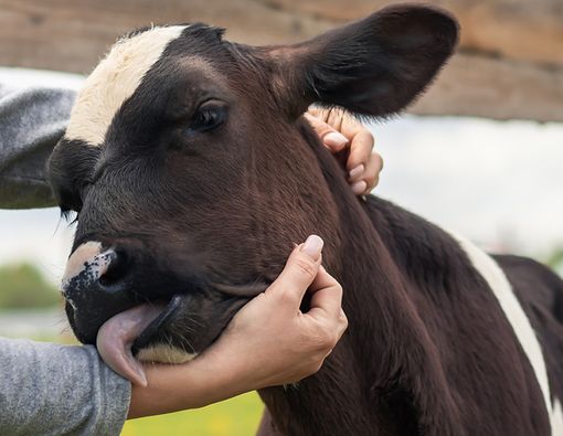 Mengulik Fakta Terapi Memeluk Sapi untuk Redakan Stres
