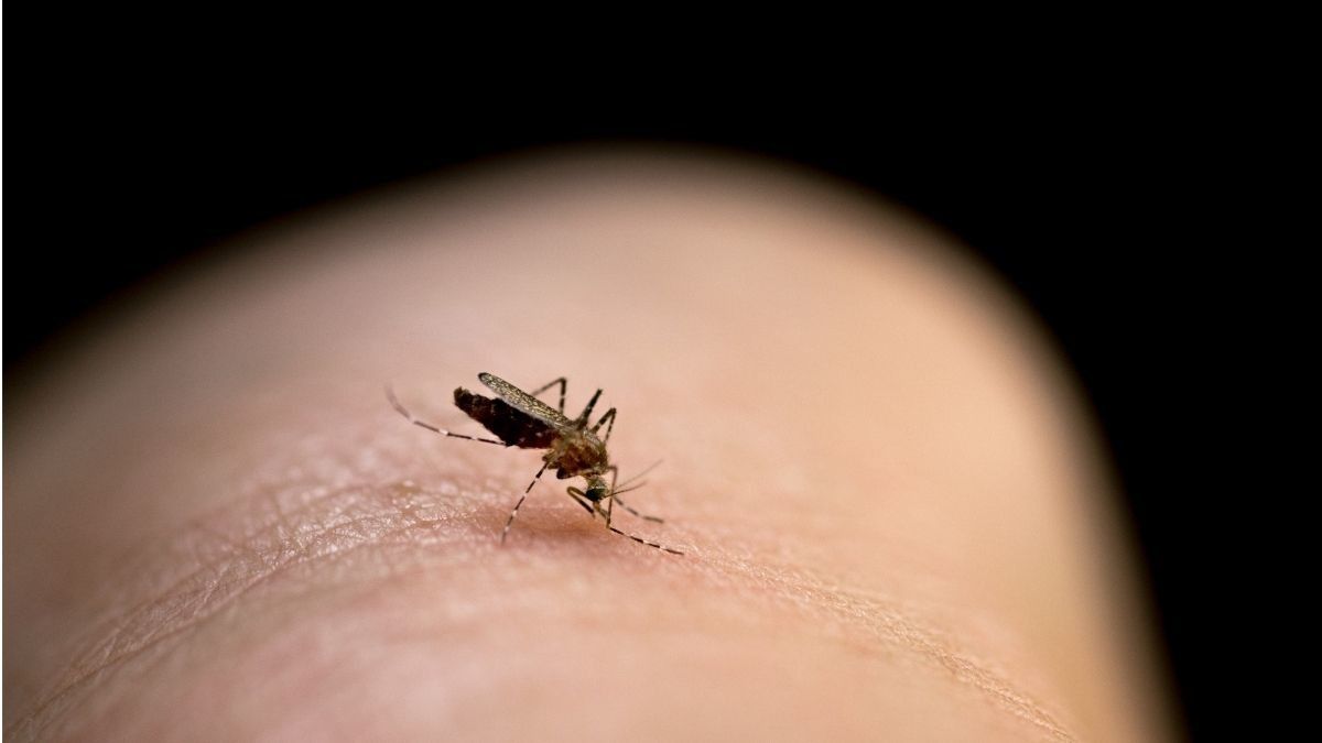 Malaria dapat Meningkatkan Risiko Tulang Keropos