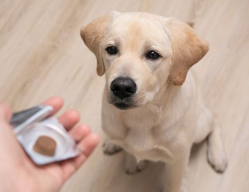 6 Jenis Vitamin untuk Anjing dan Manfaatnya 