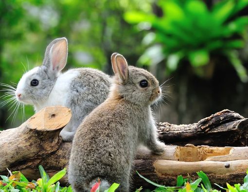 Intip 9 Cara Merawat Kelinci Agar Selalu Sehat