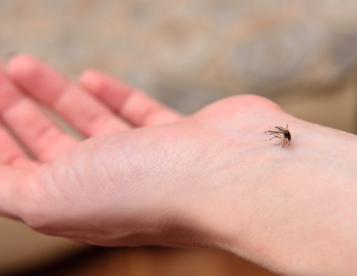 Makanan Pilihan untuk Hindari Gigitan Nyamuk