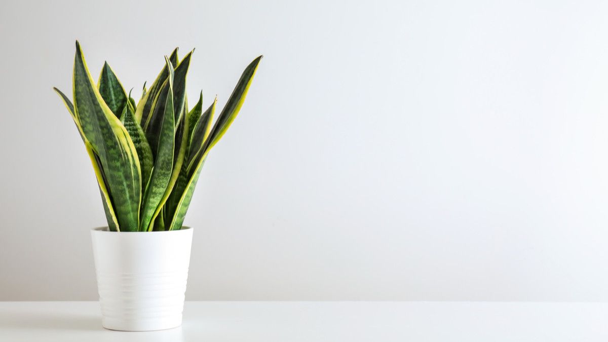 Daftar Tanaman Pengusir Stres untuk Anda