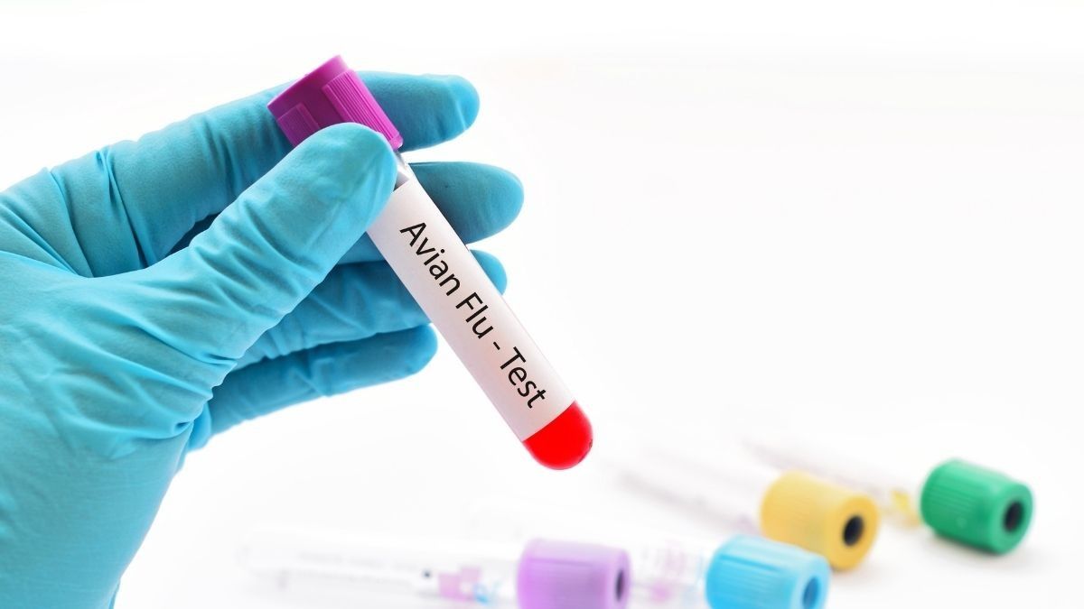 Ada Temuan Infeksi Flu Burung H10N3 pada Manusia, Apa Bahayanya?