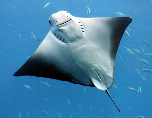 Mengenal Racun Sengatan Ikan Pari