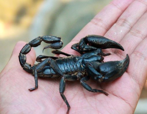 Tips Pertolongan Pertama Saat Disengat Kalajengking