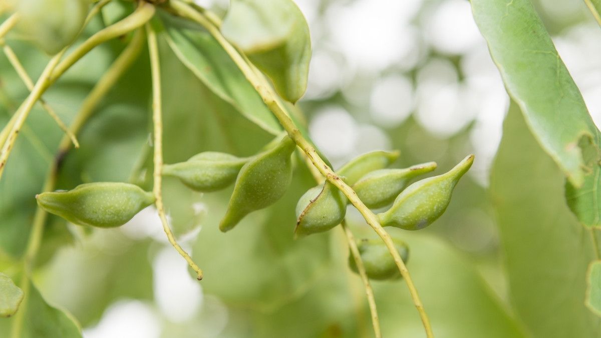 Sumber Vitamin C, Ini Manfaat Kakadu Plum untuk Kulit