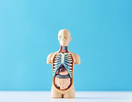 Tulang Pipih: Bentuk, Fungsi, dan Gangguannya