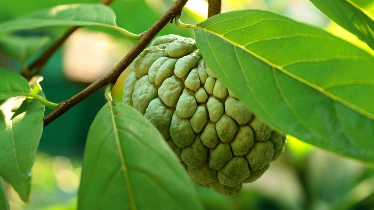 Manfaat Buah Srikaya untuk Ibu Hamil