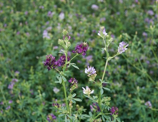 Kandungan Tanaman Alfalfa dan Manfaatnya bagi Kesehatan