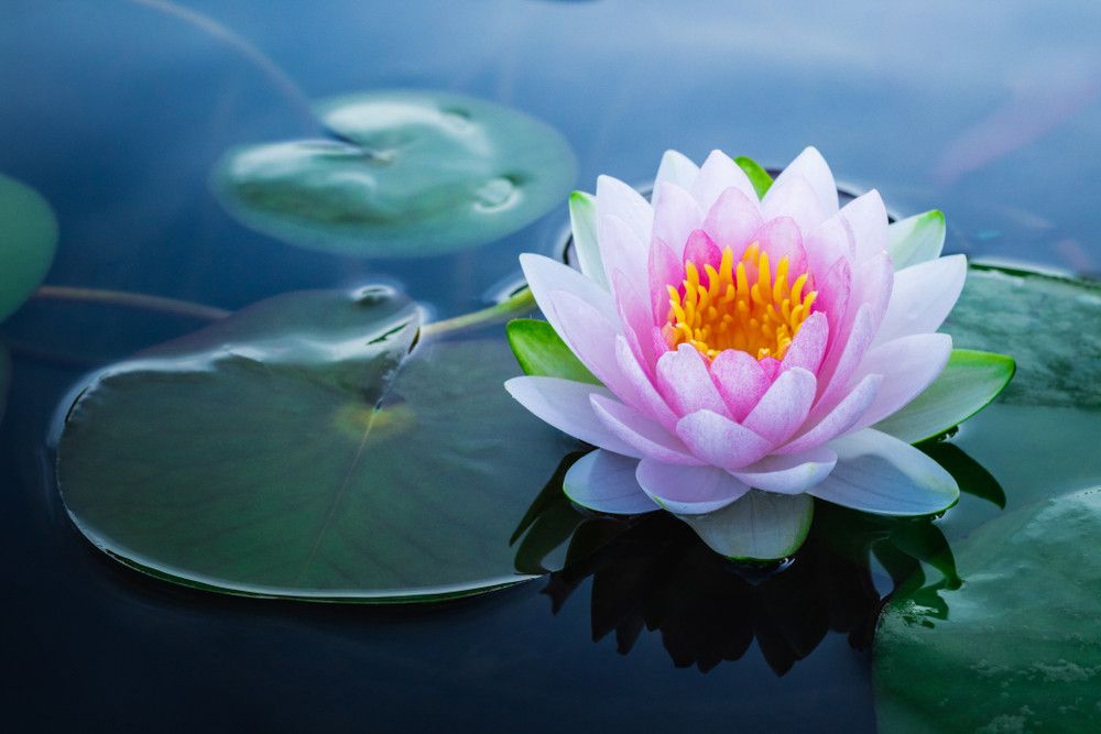 Manfaat Lotus untuk Kesehatan