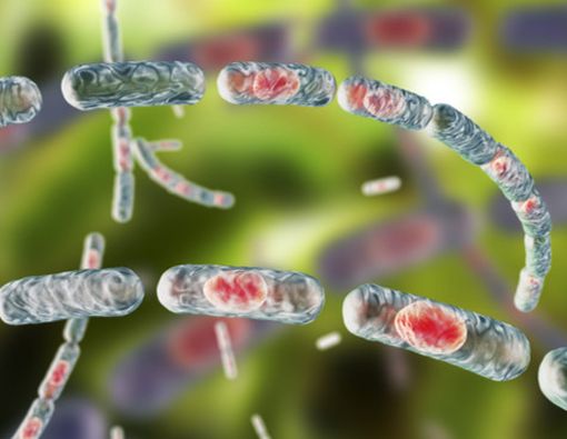 Penyebab Antraks yang Tidak Boleh Diabaikan