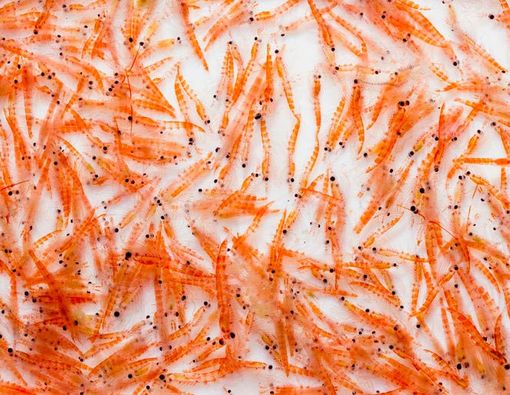 Apakah Minyak Krill Bisa Gantikan Omega-3?